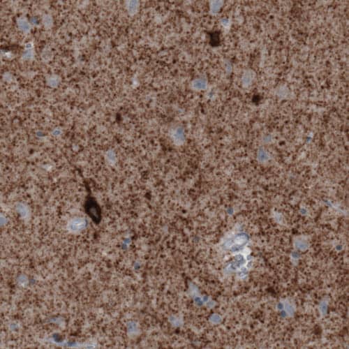 GAD1/GAD67 Antibody (CL2914) - Azide and BSA Free Immunohistochemistry-Paraffin: GAD1/GAD67 Antibody [NBP3-43813]