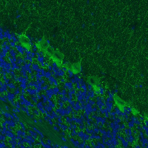GAD1/GAD67 Antibody (CL2914) - Azide and BSA Free Immunohistochemistry-Paraffin: GAD1/GAD67 Antibody [NBP3-43813]