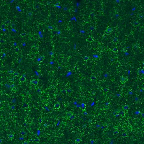 GAD1/GAD67 Antibody (CL2914) - Azide and BSA Free Immunohistochemistry-Paraffin: GAD1/GAD67 Antibody [NBP3-43813]