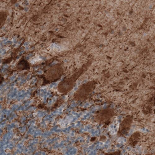 GAD1/GAD67 Antibody (CL2919) - Azide and BSA Free Immunohistochemistry-Paraffin: GAD1/GAD67 Antibody [NBP3-43814]
