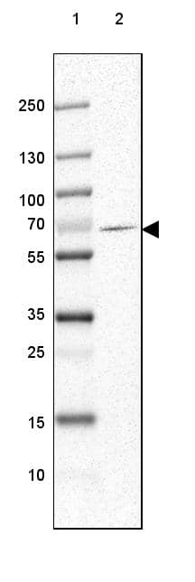 GAD1/GAD67 Antibody (CL2919) - Azide and BSA Free Western Blot: GAD1/GAD67 Antibody [NBP3-43814]