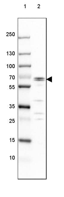 GAD1/GAD67 Antibody (CL2919) - Azide and BSA Free Western Blot: GAD1/GAD67 Antibody [NBP3-43814]