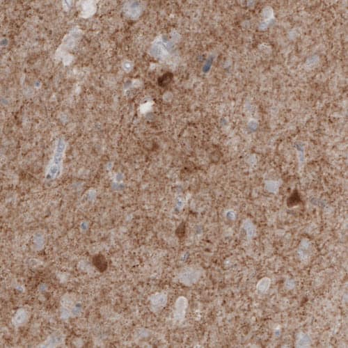 GAD1/GAD67 Antibody (CL2919) - Azide and BSA Free Immunohistochemistry-Paraffin: GAD1/GAD67 Antibody [NBP3-43814]