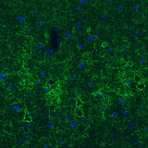 GAD1/GAD67 Antibody (CL2919) - Azide and BSA Free Immunohistochemistry-Paraffin: GAD1/GAD67 Antibody [NBP3-43814]