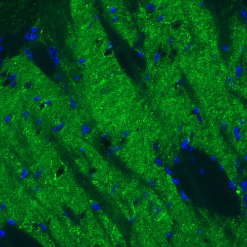 GAD1/GAD67 Antibody (CL2919) - Azide and BSA Free Immunohistochemistry-Paraffin: GAD1/GAD67 Antibody [NBP3-43814]