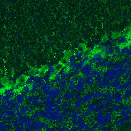 GAD1/GAD67 Antibody (CL2919) - Azide and BSA Free Immunohistochemistry-Paraffin: GAD1/GAD67 Antibody [NBP3-43814]