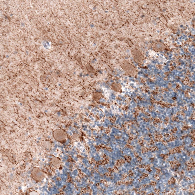 GAD2/GAD65 Antibody (CL2736) - Azide and BSA Free Immunohistochemistry-Paraffin: GAD2/GAD65 Antibody [NBP3-43815]