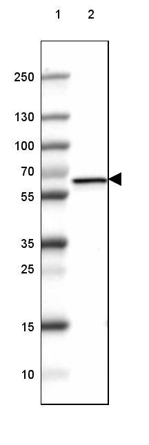 GAD2/GAD65 Antibody (CL2736) - Azide and BSA Free Western Blot: GAD2/GAD65 Antibody [NBP3-43815]