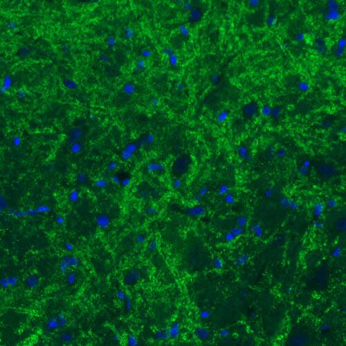 GAD2/GAD65 Antibody (CL2736) - Azide and BSA Free Immunohistochemistry-Paraffin: GAD2/GAD65 Antibody [NBP3-43815]