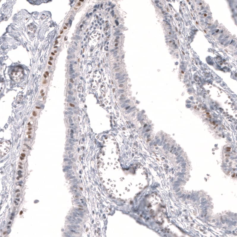 FoxP2 Antibody (CL5310) - Azide and BSA Free Immunohistochemistry-Paraffin: FoxP2 Antibody [NBP3-43816]