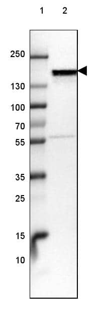 NF-M Antibody (CL2688) - Azide and BSA Free Western Blot: NF-M Antibody [NBP3-43820]