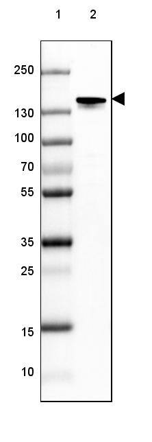 NF-M Antibody (CL2697) - Azide and BSA Free Western Blot: NF-M Antibody [NBP3-43821]