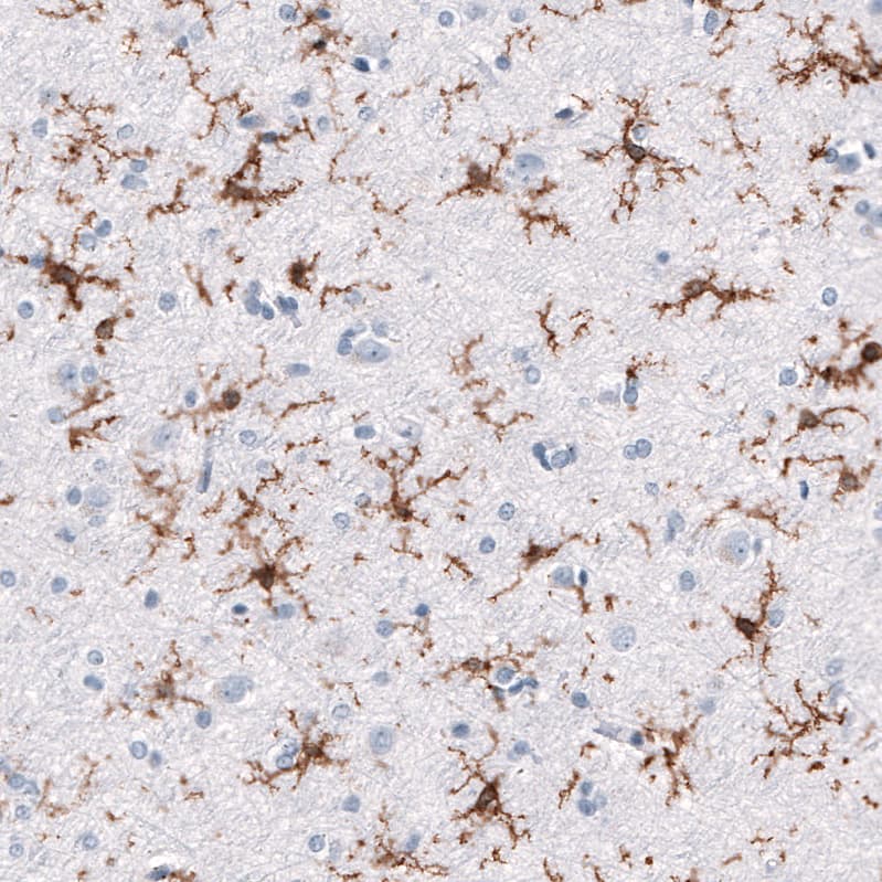 TMEM119 Antibody (CL8714) - Azide and BSA Free Immunohistochemistry-Paraffin: TMEM119 Antibody [NBP3-43823]