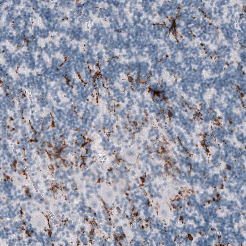 TMEM119 Antibody (CL8714) - Azide and BSA Free Immunohistochemistry-Paraffin: TMEM119 Antibody [NBP3-43823]