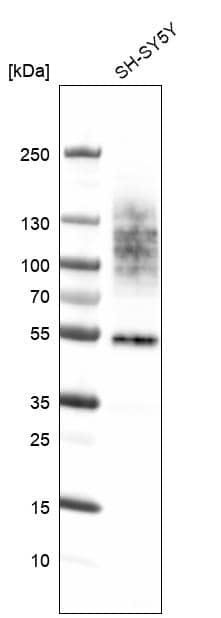 TMEM119 Antibody (CL8714) - Azide and BSA Free Western Blot: TMEM119 Antibody [NBP3-43823]