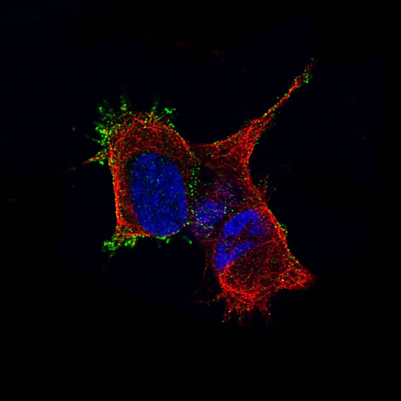 TMEM119 Antibody (CL8714) - Azide and BSA Free Immunocytochemistry/ Immunofluorescence: TMEM119 Antibody [NBP3-43823]