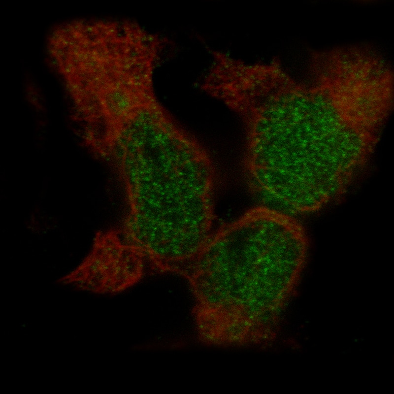 BCOR Antibody (CL13841) - Azide and BSA Free Immunocytochemistry/ Immunofluorescence: BCOR Antibody [NBP3-43828]