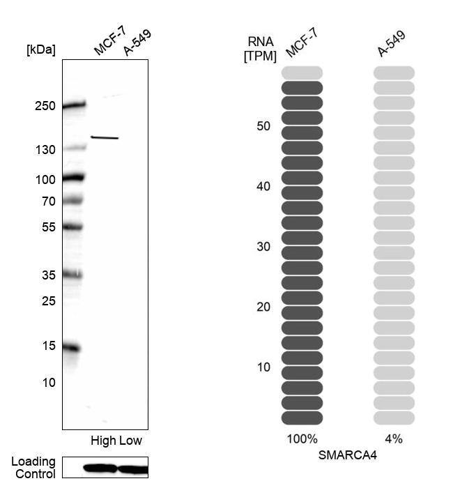 Brg1 Antibody (CL13779) - Azide and BSA Free Western Blot: Brg1 Antibody [NBP3-43829]