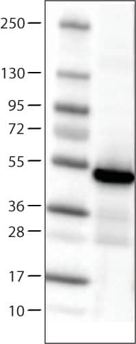 Isocitrate Dehydrogenase 1/IDH1 Antibody (CL0219) - Azide and BSA Free Western Blot: Isocitrate Dehydrogenase 1/IDH1 Antibody [NBP3-43836]