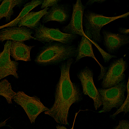 GREB1 Antibody (CL13863) - Azide and BSA Free Immunocytochemistry/ Immunofluorescence: GREB1 Antibody [NBP3-43840]