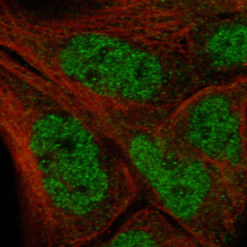 IL-33 Antibody (CL13438) - Azide and BSA Free Immunocytochemistry/ Immunofluorescence: IL-33 Antibody [NBP3-43843]