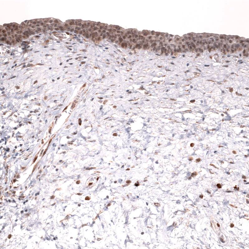 IL-33 Antibody (CL13438) - Azide and BSA Free Immunohistochemistry-Paraffin: IL-33 Antibody [NBP3-43843]