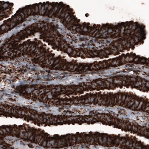 COX4 Antibody (CL3515) - Azide and BSA Free Immunohistochemistry-Paraffin: COX4 Antibody [NBP3-43847]