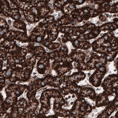 COX4 Antibody (CL3515) - Azide and BSA Free Immunohistochemistry-Paraffin: COX4 Antibody [NBP3-43847]