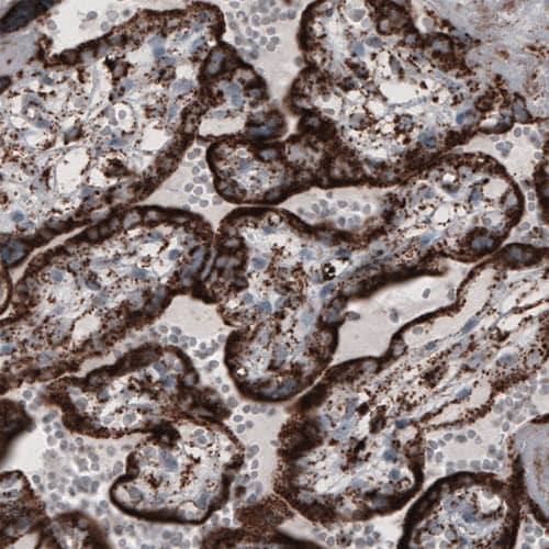 COX4 Antibody (CL3515) - Azide and BSA Free Immunohistochemistry-Paraffin: COX4 Antibody [NBP3-43847]