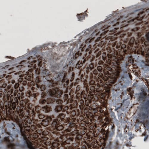 COX4 Antibody (CL3515) - Azide and BSA Free Immunohistochemistry-Paraffin: COX4 Antibody [NBP3-43847]