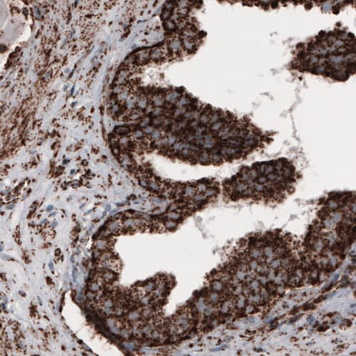 COX4 Antibody (CL3515) - Azide and BSA Free Immunohistochemistry-Paraffin: COX4 Antibody [NBP3-43847]