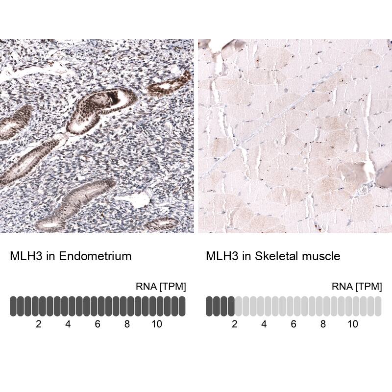 MLH3 Antibody (CL14084) - Azide and BSA Free Immunohistochemistry-Paraffin: MLH3 Antibody [NBP3-43849]