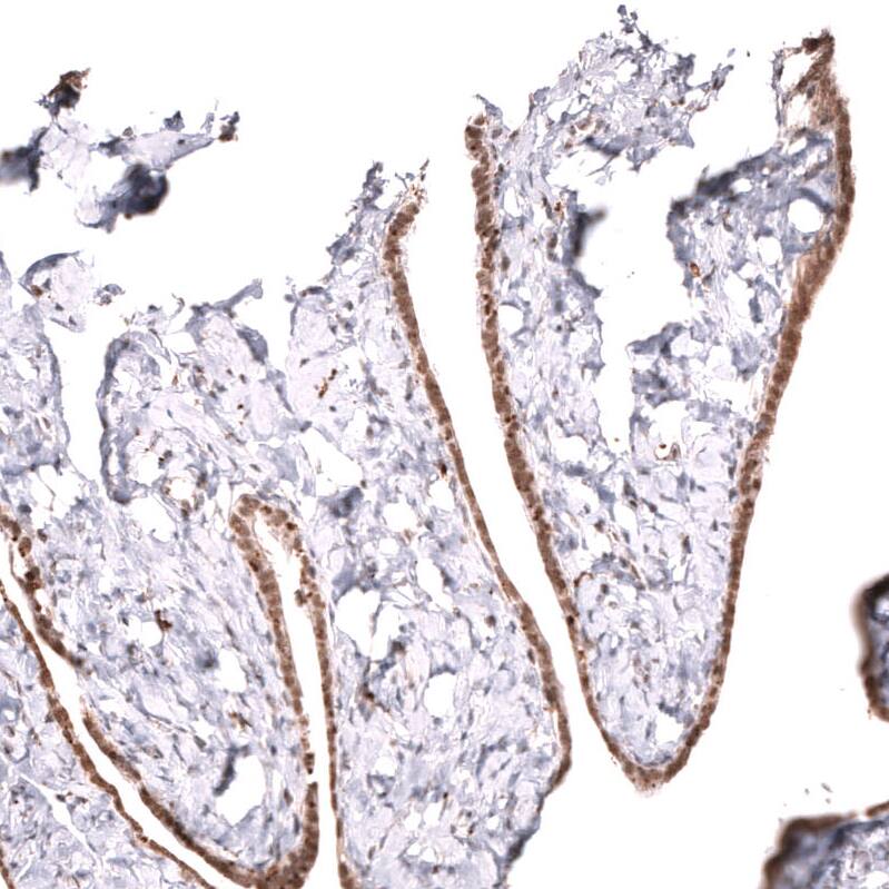 MLH3 Antibody (CL14084) - Azide and BSA Free Immunohistochemistry-Paraffin: MLH3 Antibody [NBP3-43849]