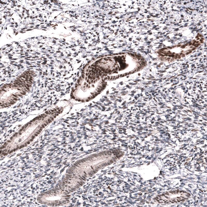 MLH3 Antibody (CL14084) - Azide and BSA Free Immunohistochemistry-Paraffin: MLH3 Antibody [NBP3-43849]