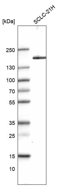 MLH3 Antibody (CL14084) - Azide and BSA Free Western Blot: MLH3 Antibody [NBP3-43849]