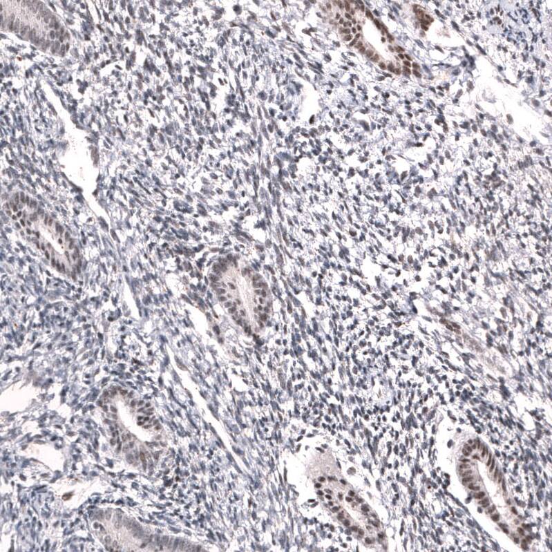 MLH3 Antibody (CL14096) - Azide and BSA Free Immunohistochemistry-Paraffin: MLH3 Antibody [NBP3-43850]