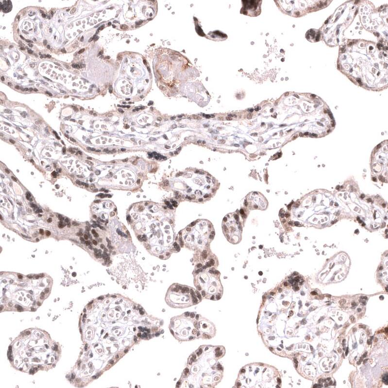 MLH3 Antibody (CL14096) - Azide and BSA Free Immunohistochemistry-Paraffin: MLH3 Antibody [NBP3-43850]