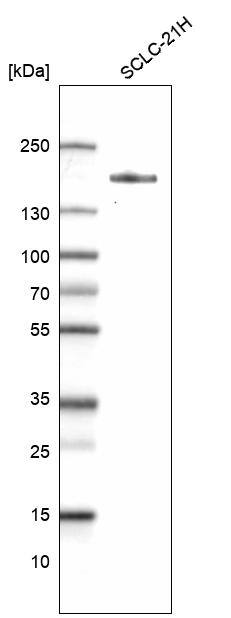 MLH3 Antibody (CL14096) - Azide and BSA Free Western Blot: MLH3 Antibody [NBP3-43850]
