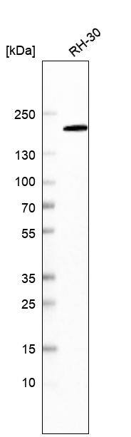 MSH6 Antibody (CL13844) - Azide and BSA Free Western Blot: MSH6 Antibody [NBP3-43857]