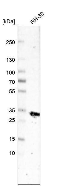 Troponin T Type 2 (cardiac) Antibody (CL13382) - Azide and BSA Free Western Blot: Troponin T Type 2 (cardiac) Antibody [NBP3-43865]