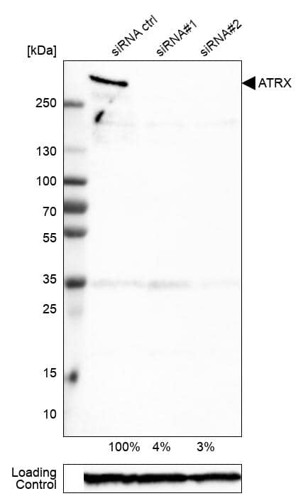 ATRX Antibody (CL0537) - Azide and BSA Free Western Blot: ATRX Antibody [NBP3-43870]