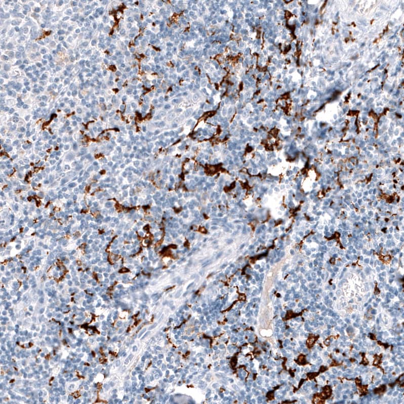 CD163 Antibody (CL10652) - Azide and BSA Free Immunohistochemistry-Paraffin: CD163 Antibody [NBP3-43871]