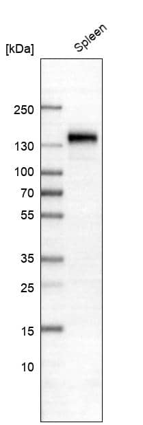 CD163 Antibody (CL10652) - Azide and BSA Free Western Blot: CD163 Antibody [NBP3-43871]