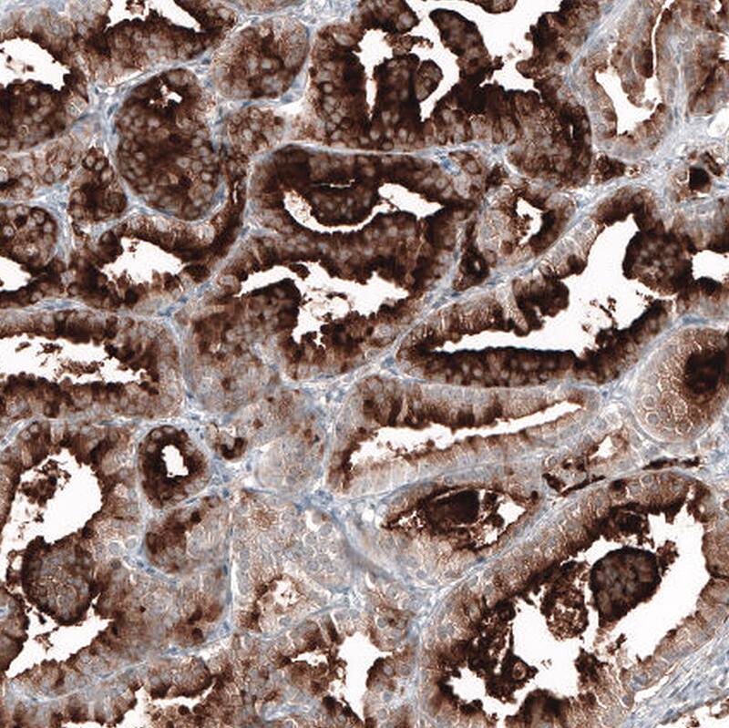 PSMA/FOLH1/NAALADase I Antibody (CL9089) - Azide and BSA Free Immunohistochemistry-Paraffin: PSMA/FOLH1/NAALADase I Antibody [NBP3-43872]