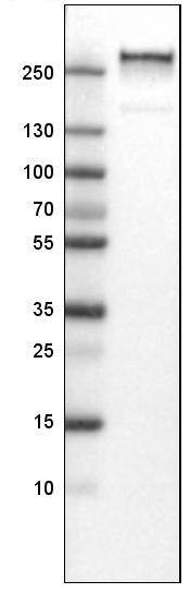 Von Willebrand Factor Antibody (CL1950) - Azide and BSA Free Western Blot: Von Willebrand Factor Antibody [NBP3-43880]