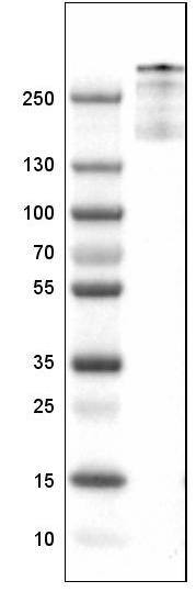 Von Willebrand Factor Antibody (CL1950) - Azide and BSA Free Western Blot: Von Willebrand Factor Antibody [NBP3-43880]