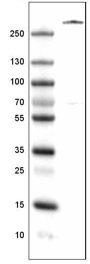Von Willebrand Factor Antibody (CL1957) - Azide and BSA Free Western Blot: Von Willebrand Factor Antibody [NBP3-43881]