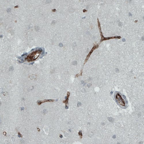 Von Willebrand Factor Antibody (CL1957) - Azide and BSA Free Immunohistochemistry-Paraffin: Von Willebrand Factor Antibody [NBP3-43881]