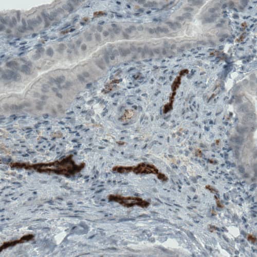 Von Willebrand Factor Antibody (CL1957) - Azide and BSA Free Immunohistochemistry-Paraffin: Von Willebrand Factor Antibody [NBP3-43881]