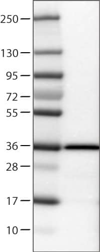 Emerin Antibody (CL0201) - Azide and BSA Free Western Blot: Emerin Antibody [NBP3-43885]